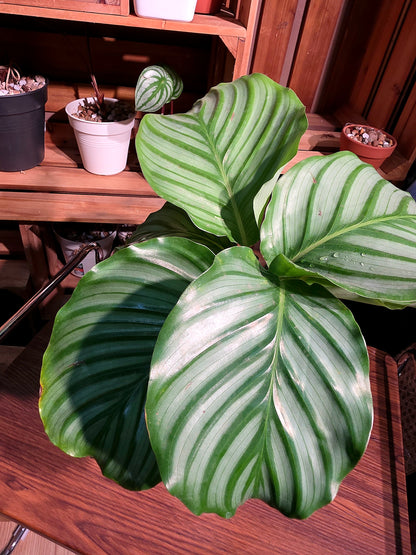Calathea orbifolia 青蘋果竹芋