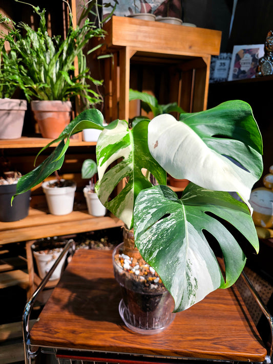 Monstera albo variegated 白斑龜背竹