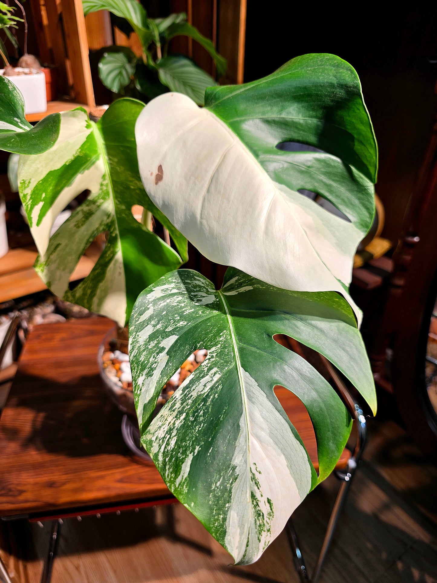 Monstera albo variegated 白斑龜背竹
