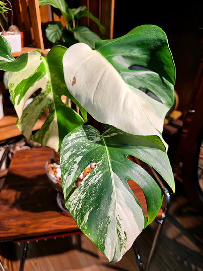 Monstera albo variegated 白斑龜背竹
