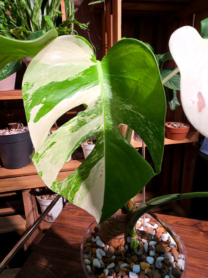 Monstera albo variegated 白斑龜背竹