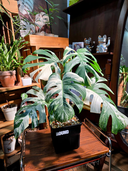 Monstera albo variegated 白斑龜背竹