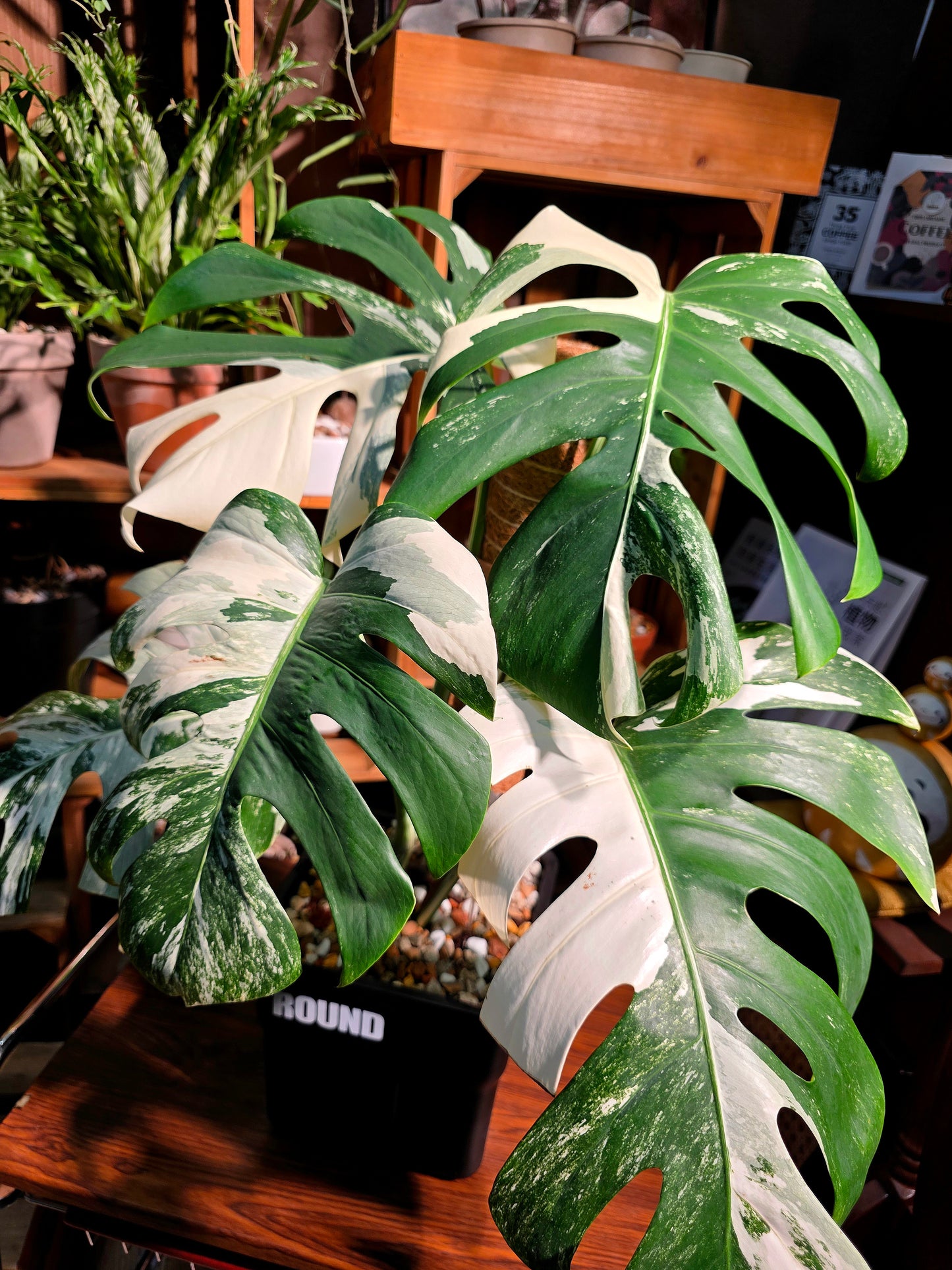 Monstera albo variegated 白斑龜背竹