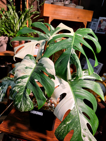 Monstera albo variegated 白斑龜背竹