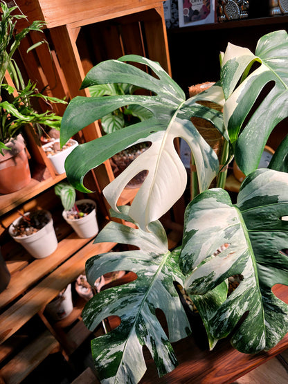 Monstera albo variegated 白斑龜背竹