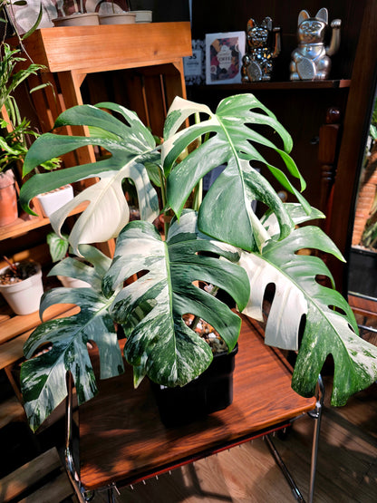 Monstera albo variegated 白斑龜背竹