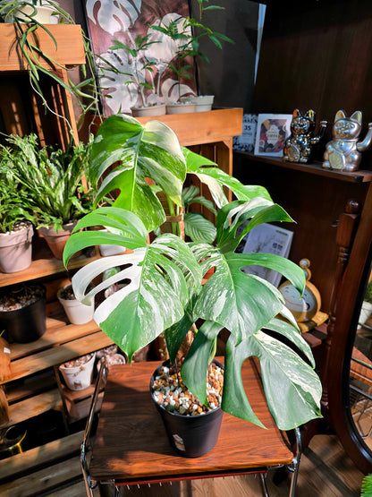 Monstera albo variegated 白斑龜背竹