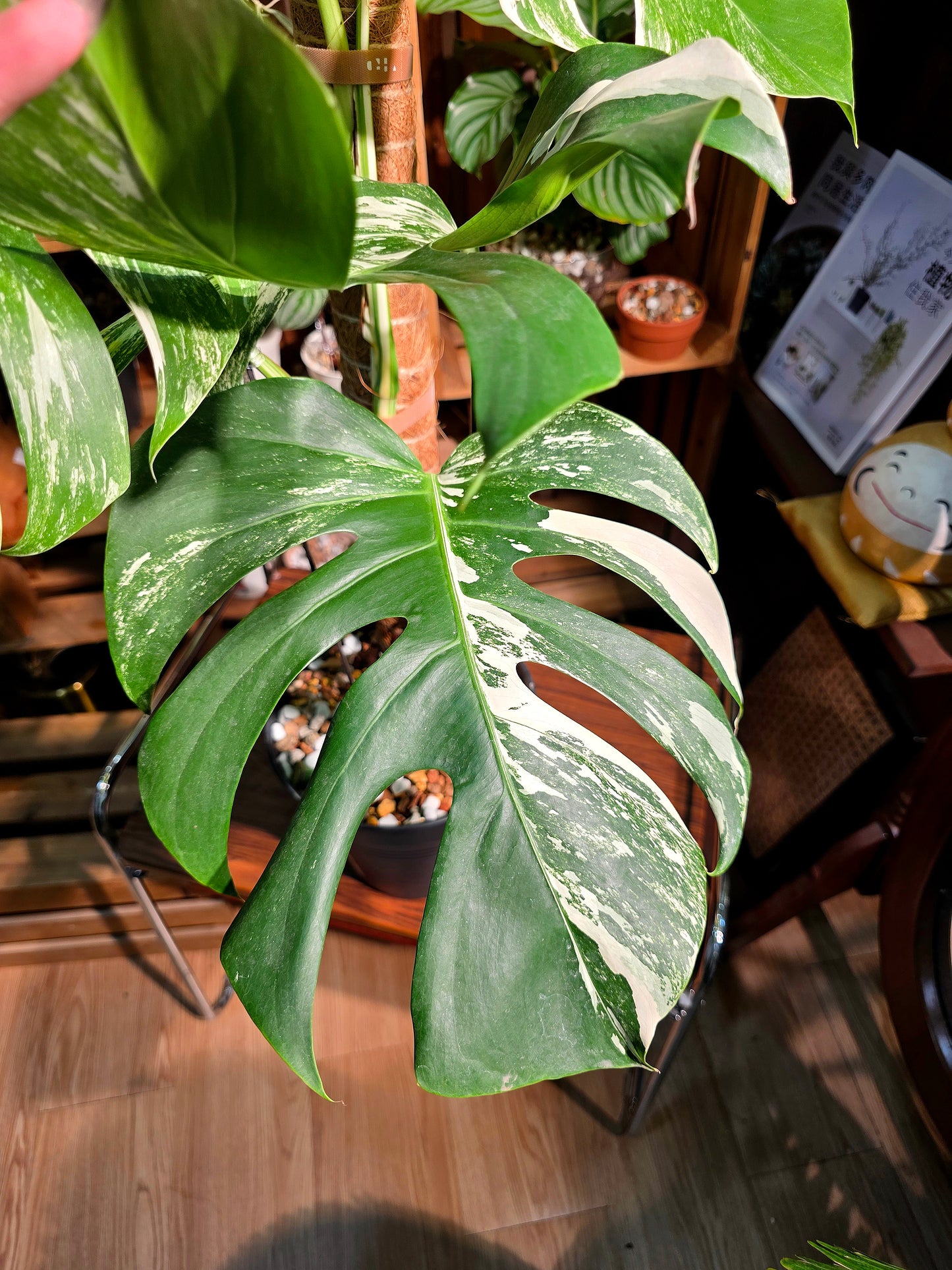 Monstera albo variegated 白斑龜背竹