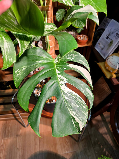 Monstera albo variegated 白斑龜背竹