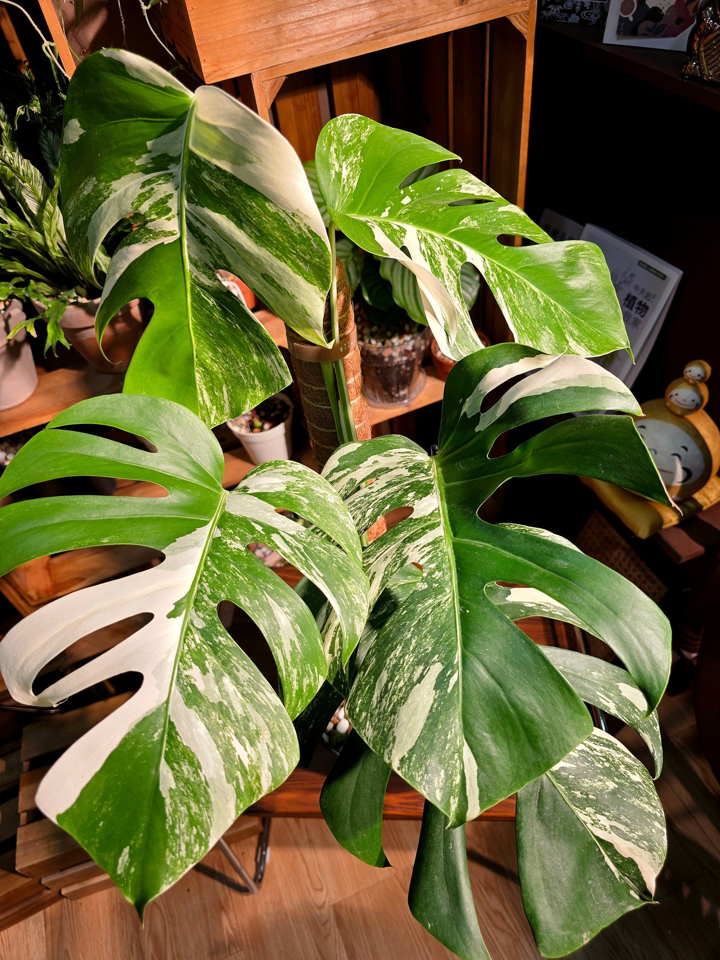 Monstera albo variegated 白斑龜背竹
