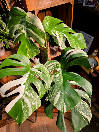 Monstera albo variegated 白斑龜背竹