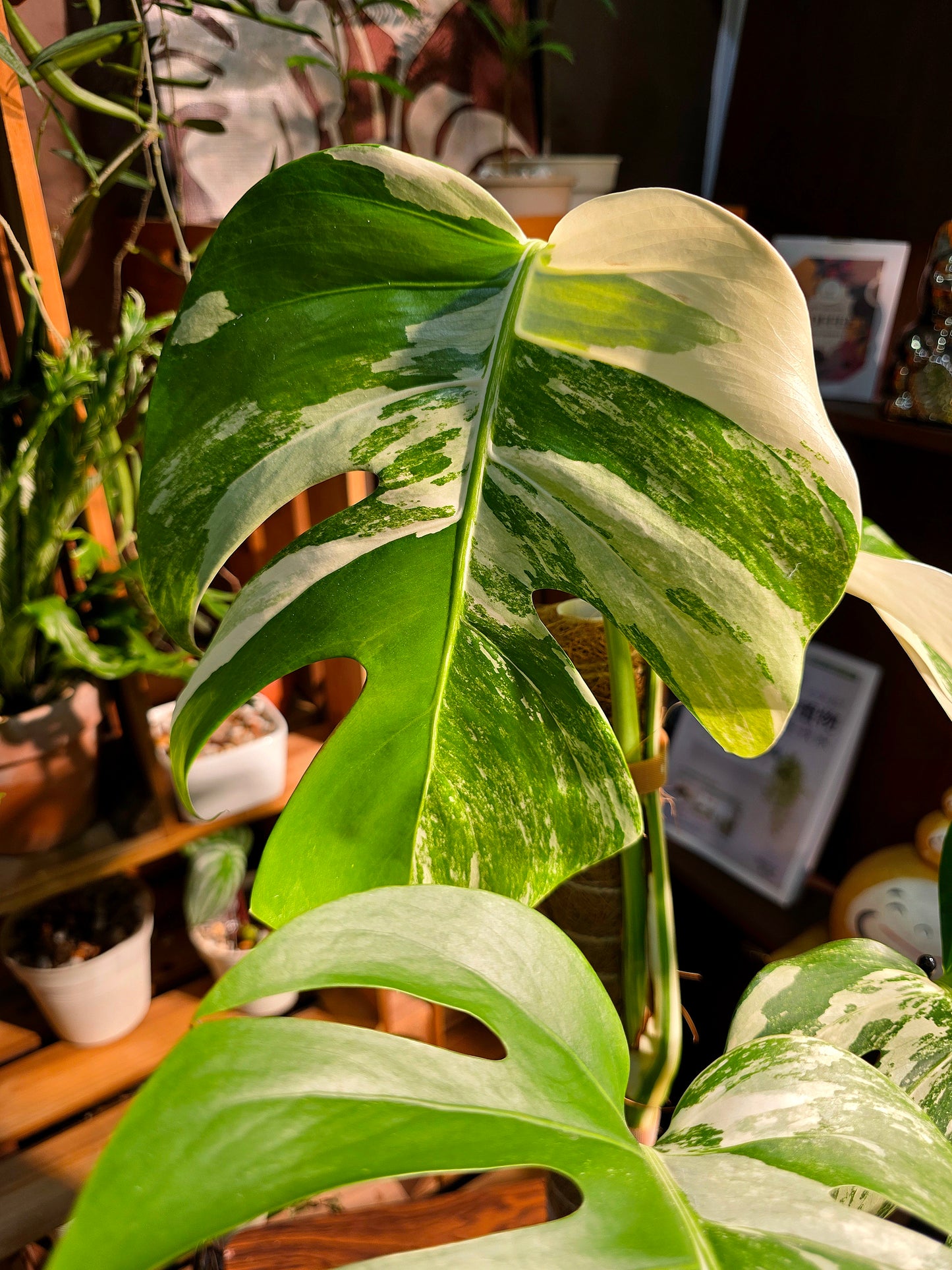 Monstera albo variegated 白斑龜背竹