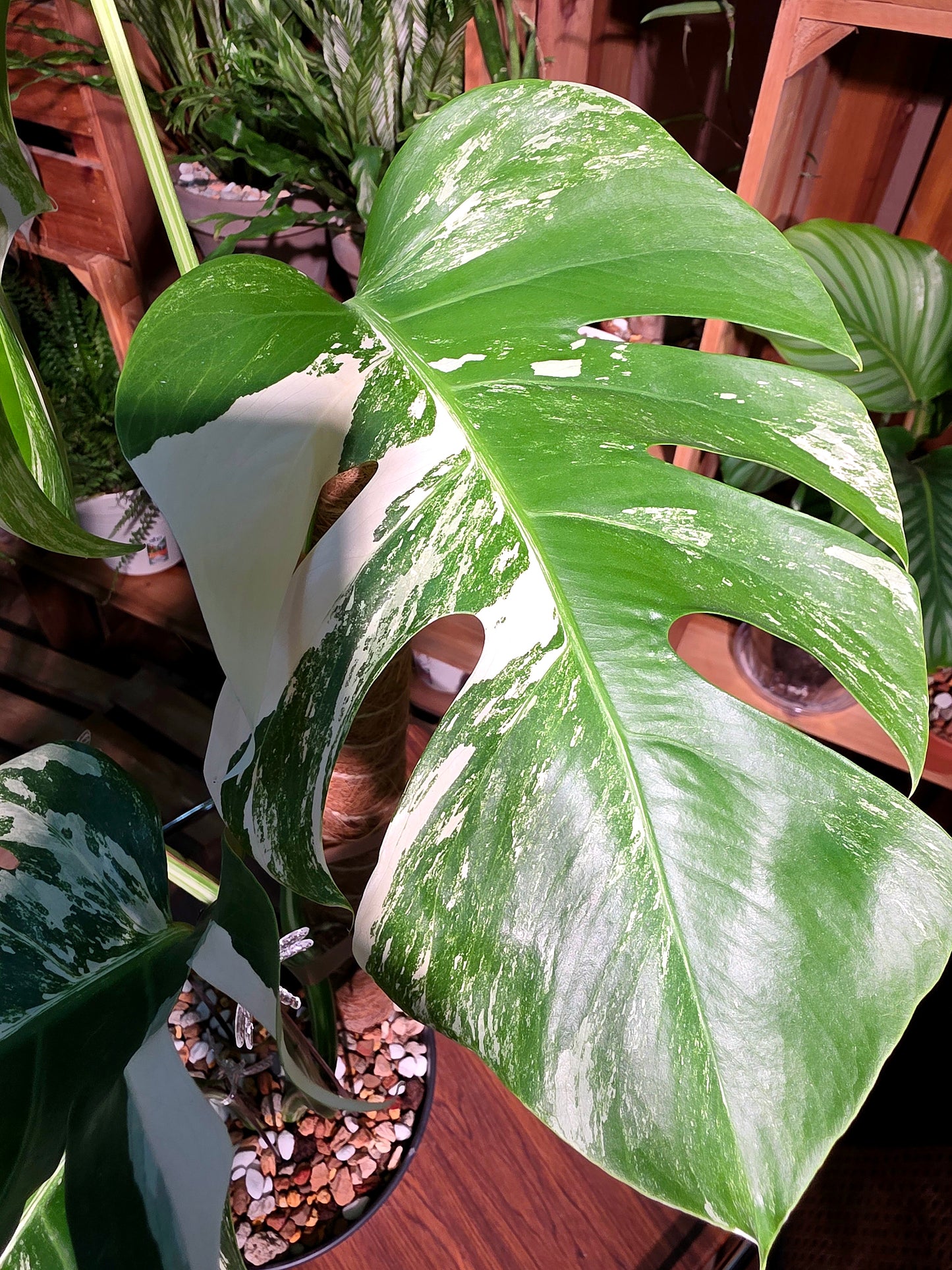 Monstera albo variegated 白斑龜背竹