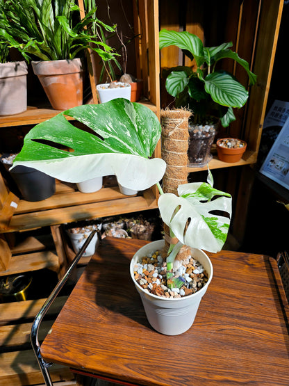 Monstera albo variegated 白斑龜背竹
