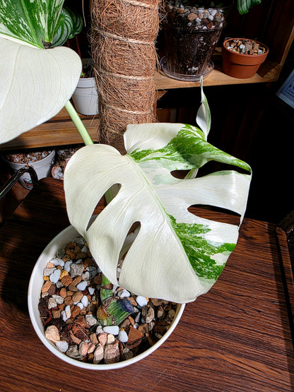 Monstera albo variegated 白斑龜背竹