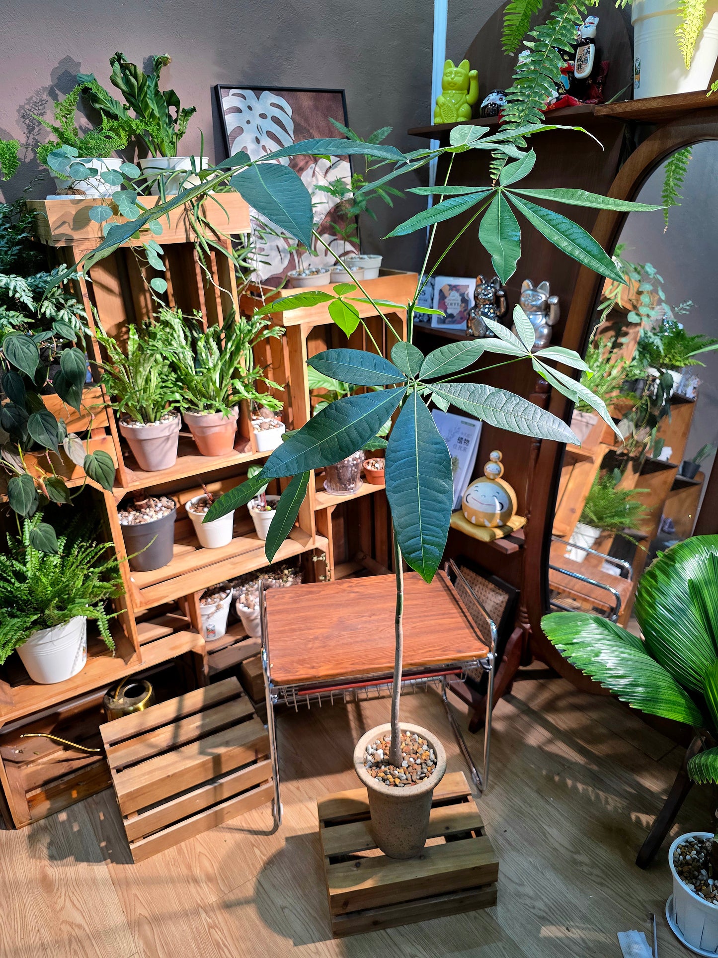 Pachira aquaticab 馬拉巴栗原生種發財樹