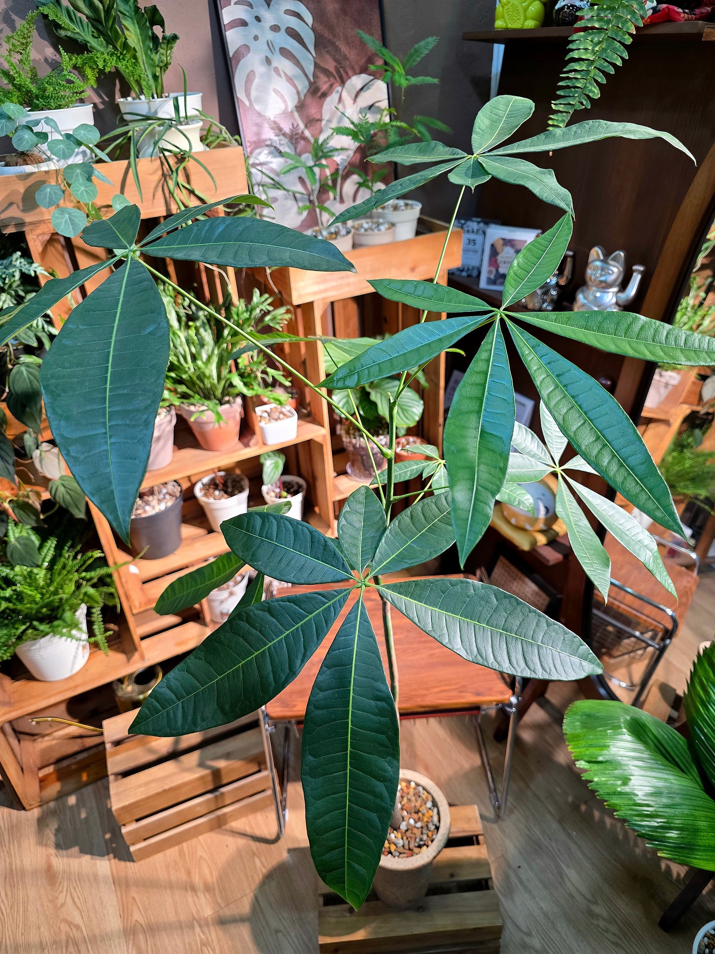 Pachira aquaticab 馬拉巴栗原生種發財樹