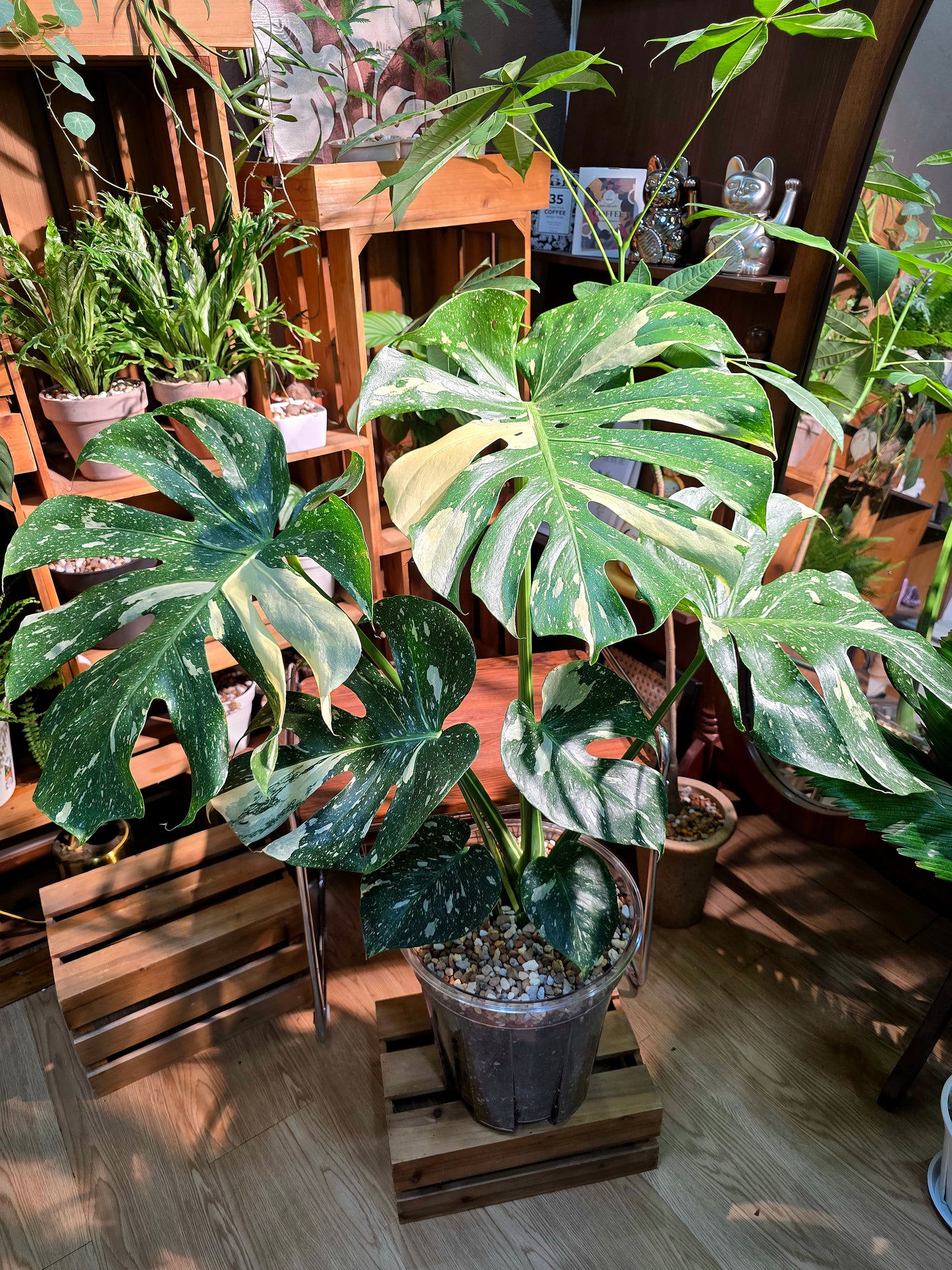 Monstera thai constellation 泰斑龜背竹