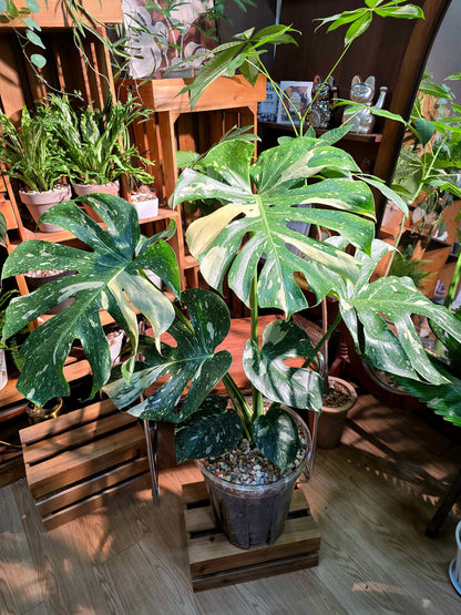 Monstera thai constellation 泰斑龜背竹