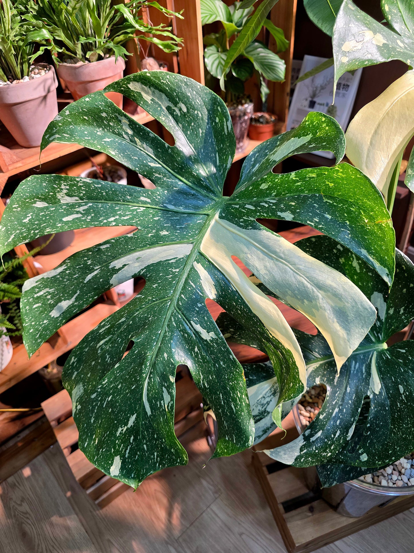 Monstera thai constellation 泰斑龜背竹