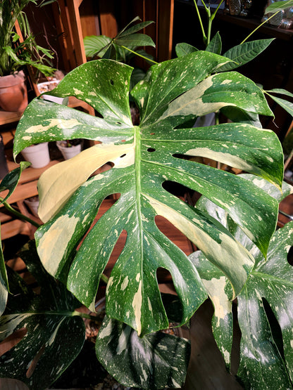 Monatera thai constellations 灑金龜背竹