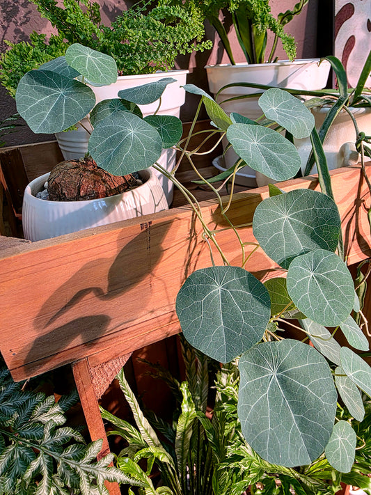 Stephania sp 山烏龜