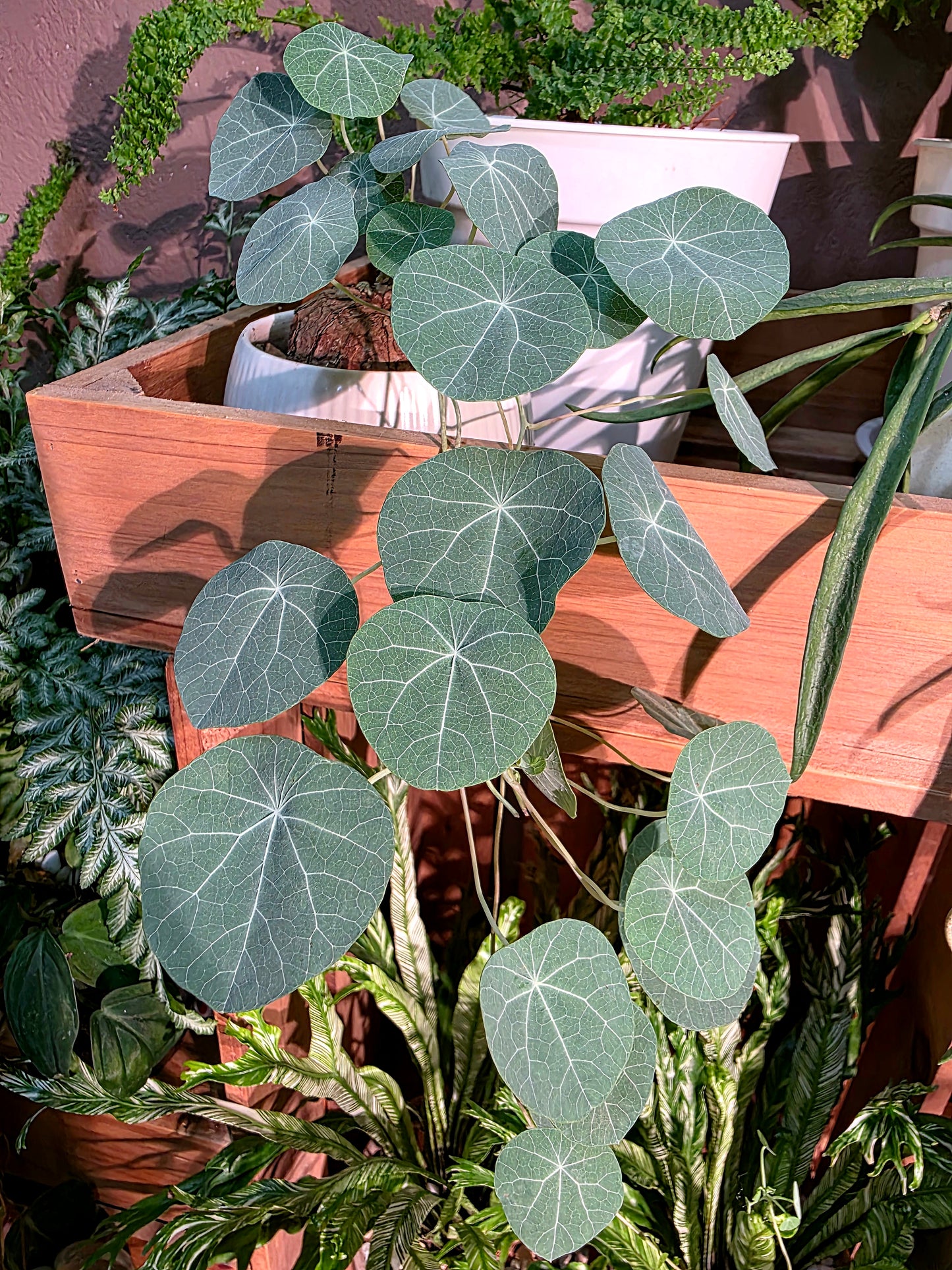 Stephania sp 山烏龜