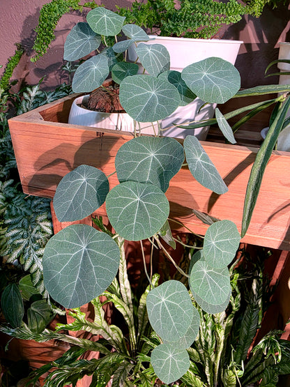 Stephania sp 山烏龜