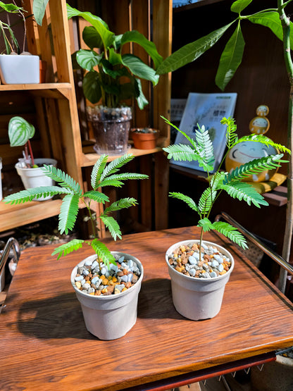 Cojoba arborea 小豆樹