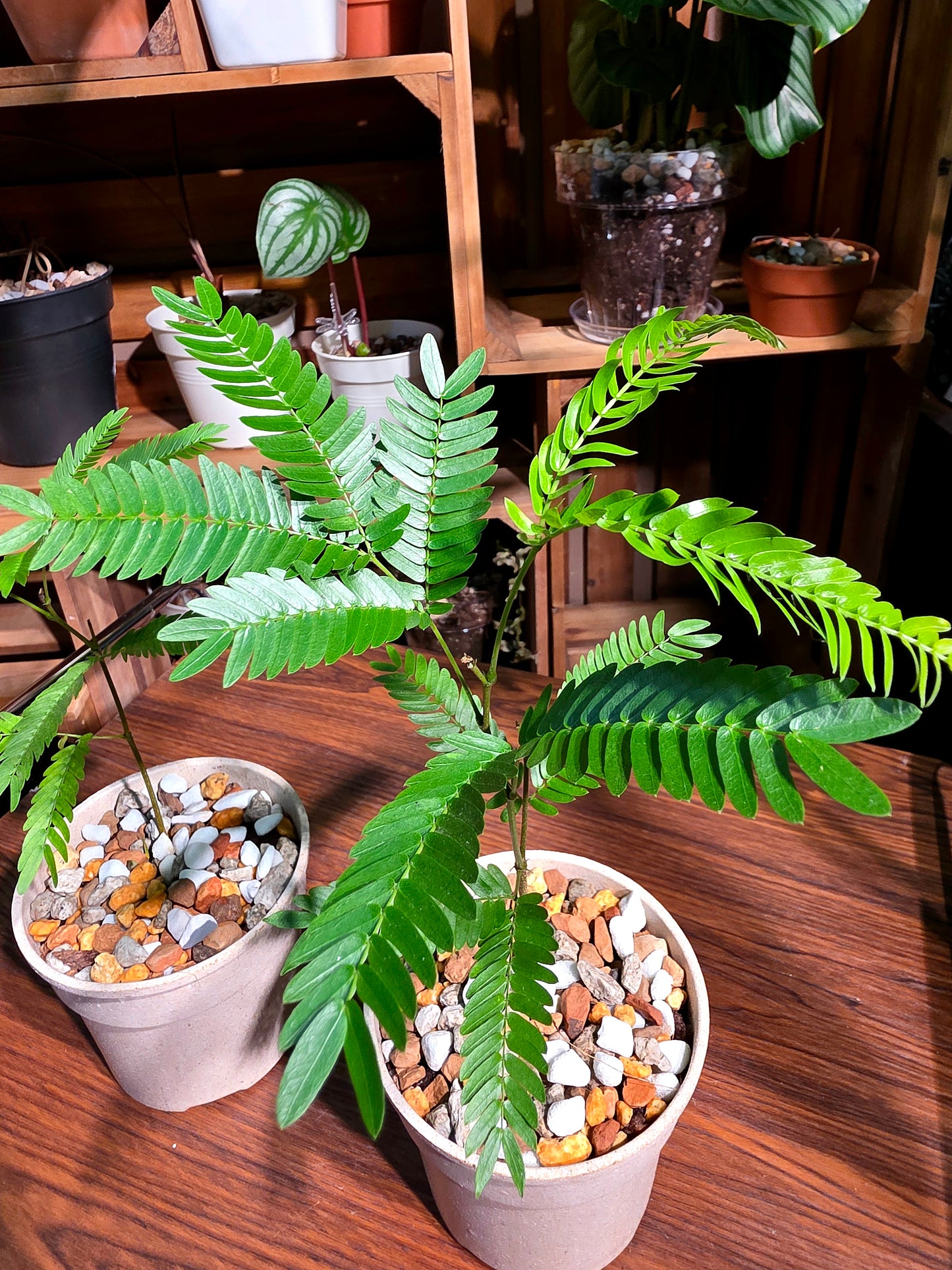 Cojoba arborea 小豆樹