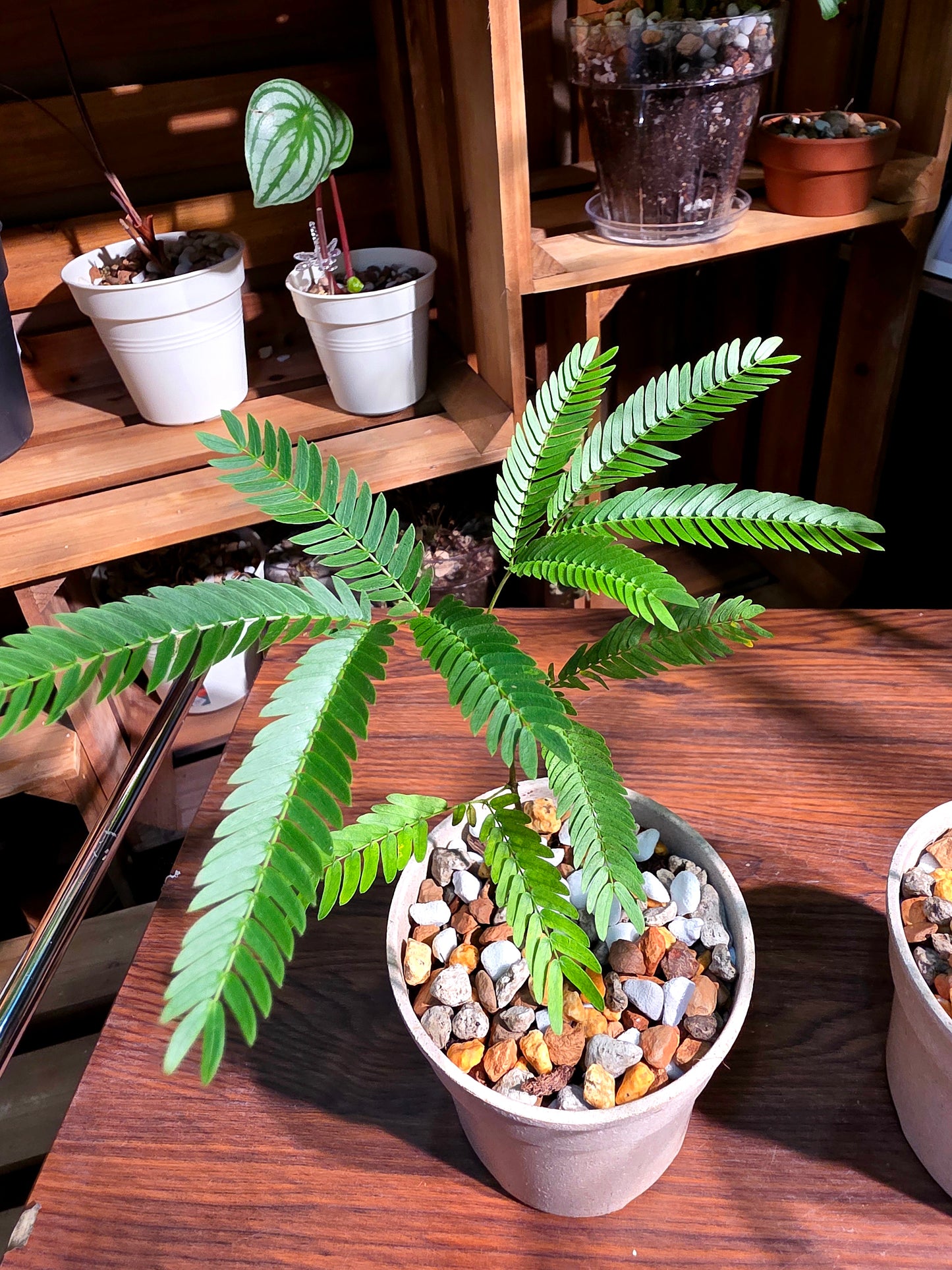 Cojoba arborea 小豆樹