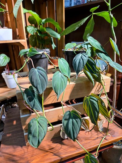 Philodendron micans 雲母蔓綠絨