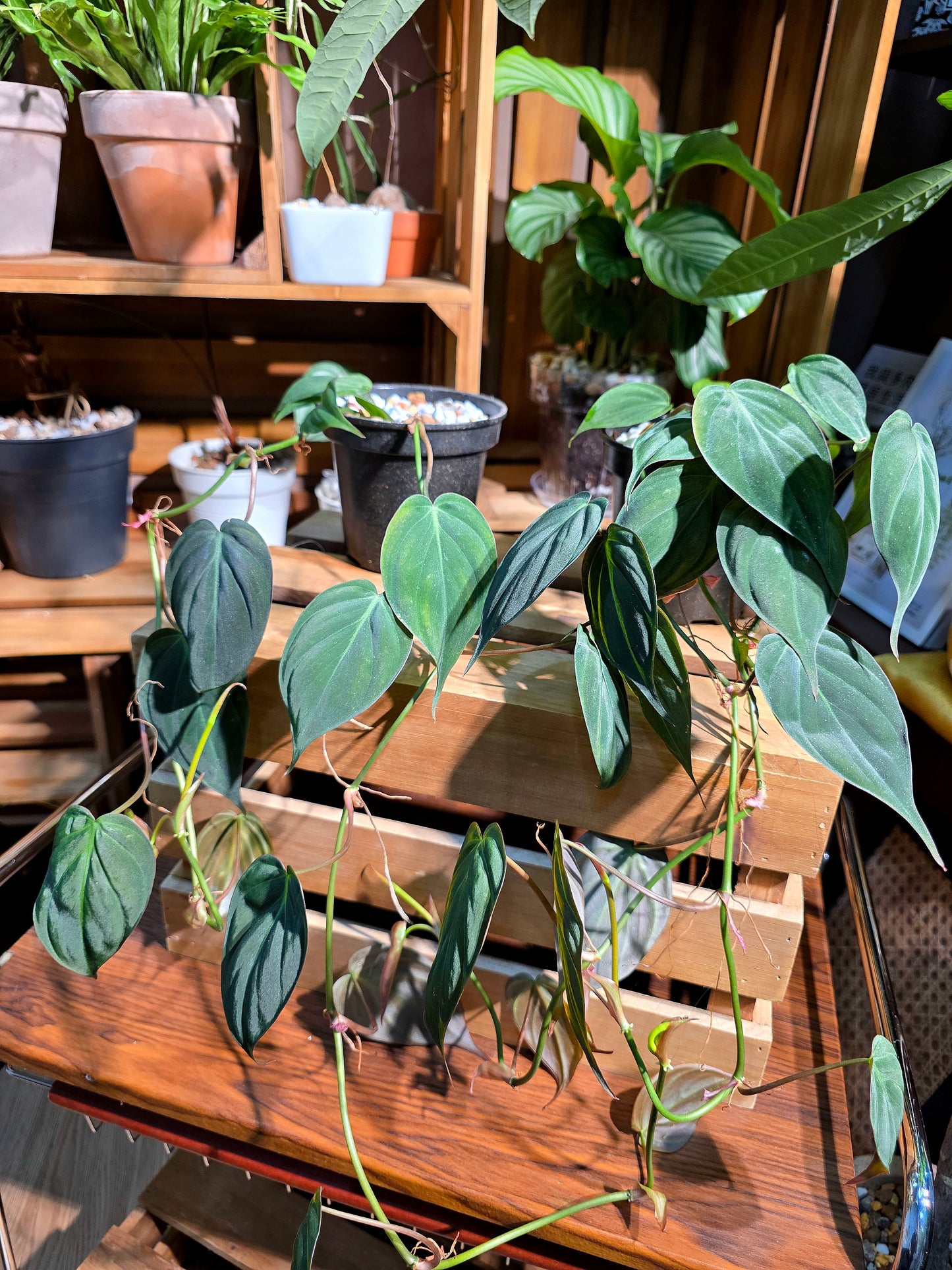 Philodendron micans 雲母蔓綠絨