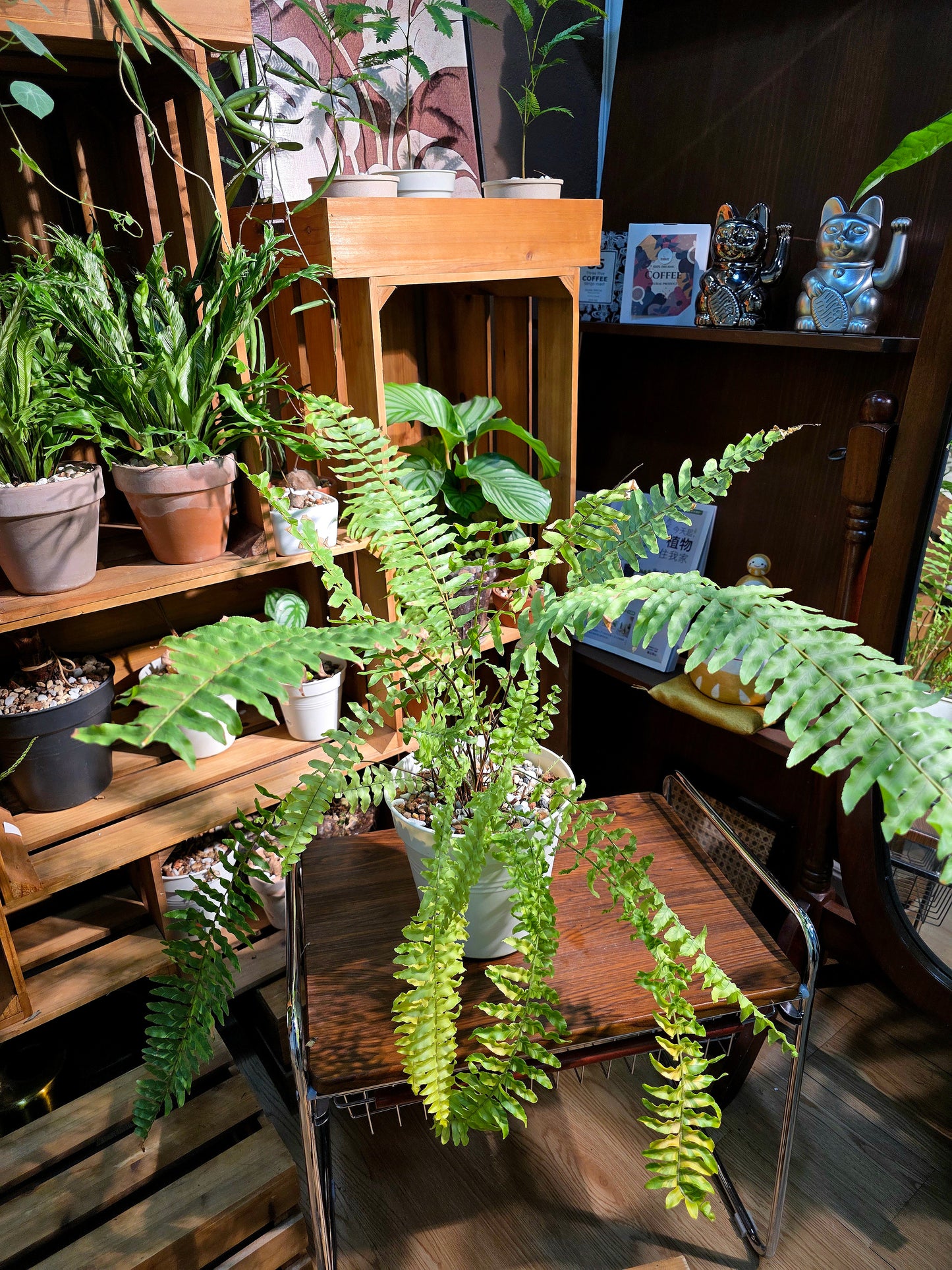 Nephrolepis exalata variegated 虎斑蕨