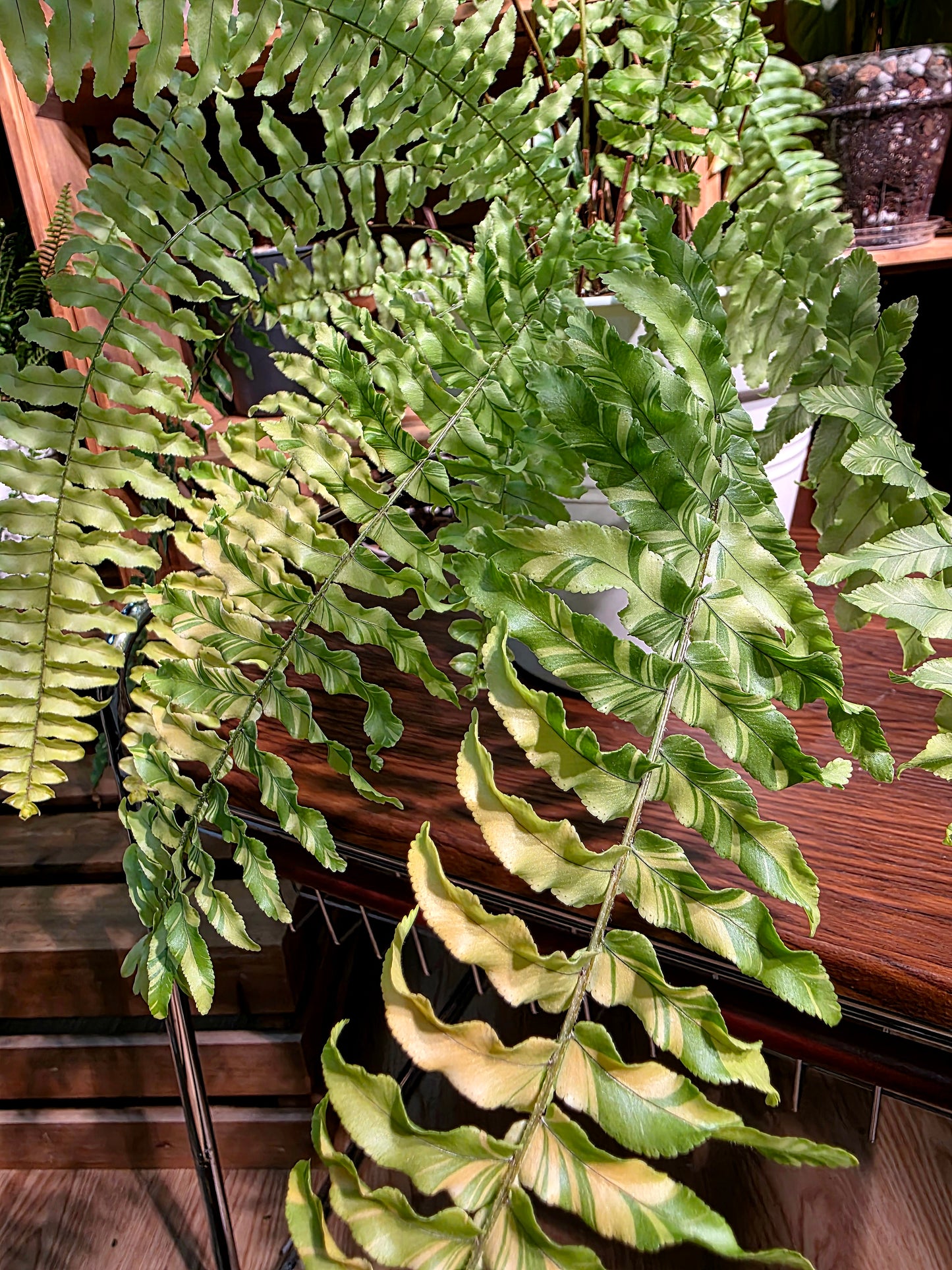 Nephrolepis exalata variegated 虎斑蕨