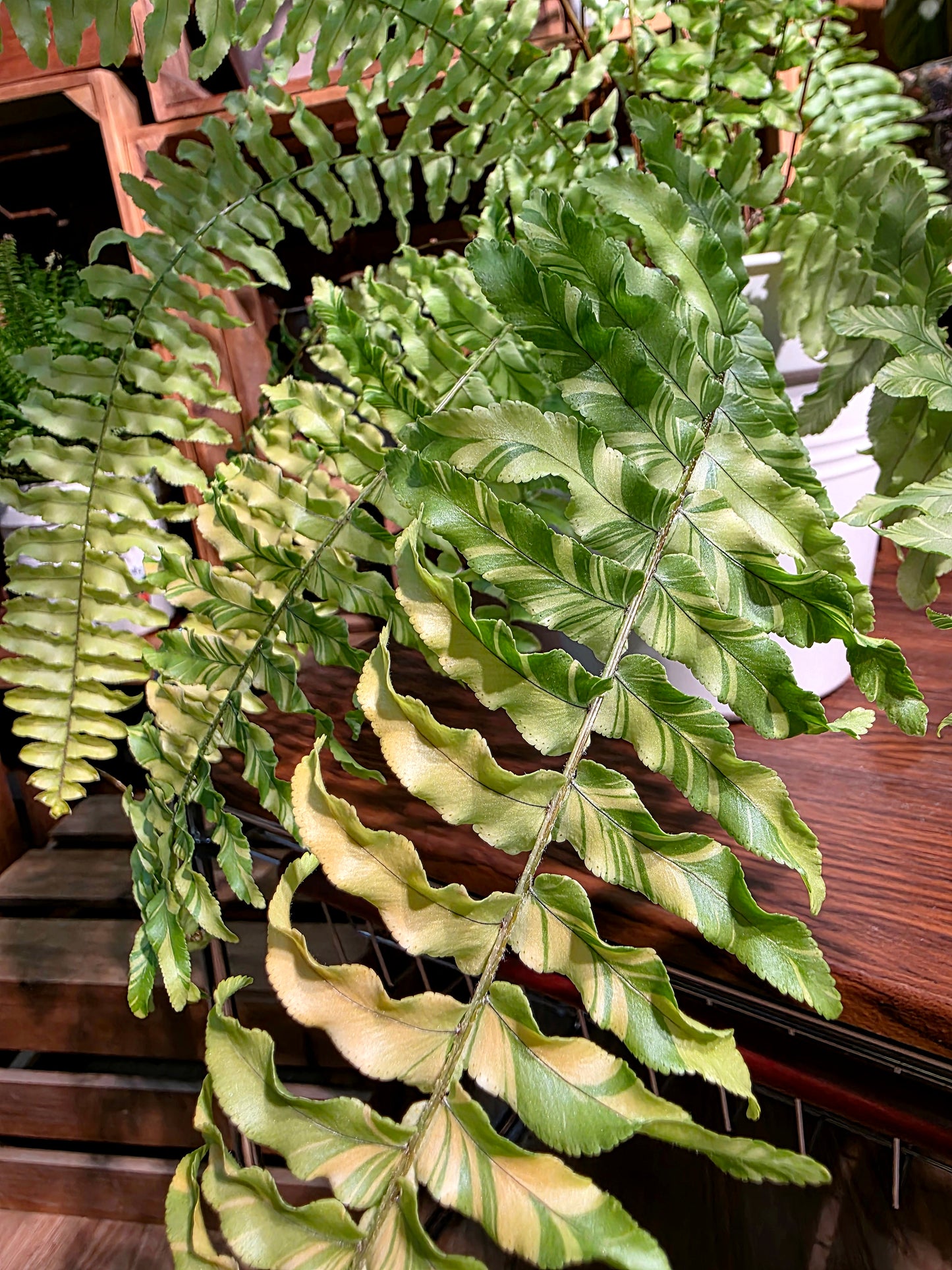 Nephrolepis exalata variegated 虎斑蕨