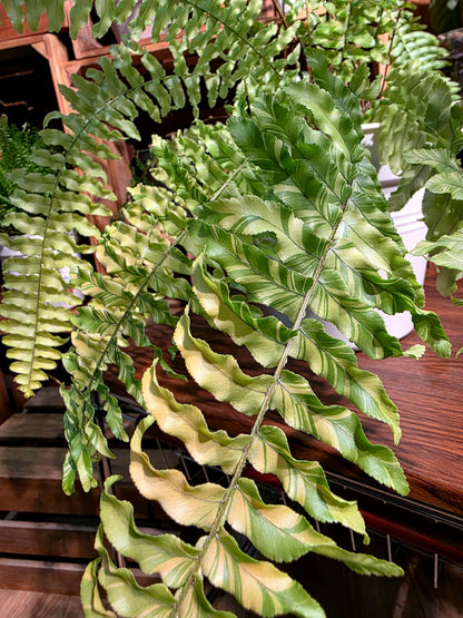 Nephrolepis exalata variegated 虎斑蕨