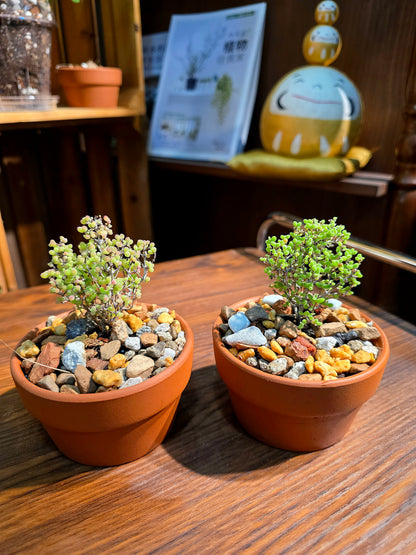 Drosanthemum globosum 金桔番杏