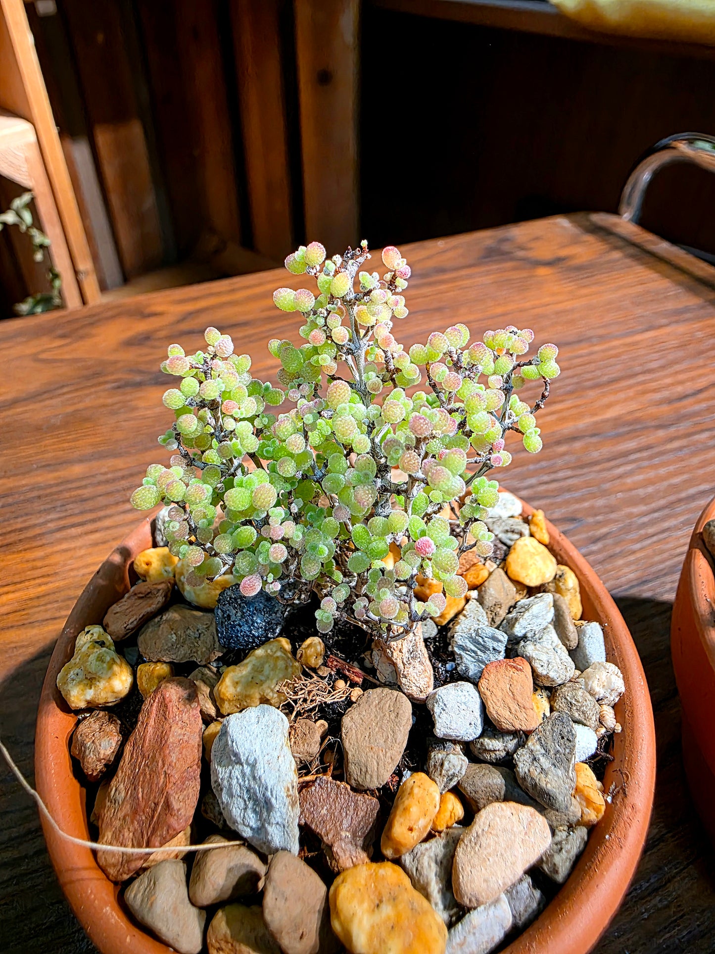 Drosanthemum globosum 金桔番杏