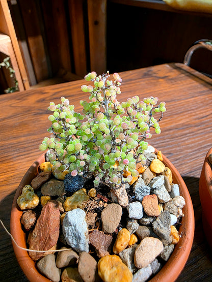 Drosanthemum globosum 金桔番杏