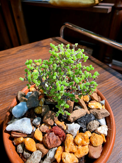 Drosanthemum globosum 金桔番杏