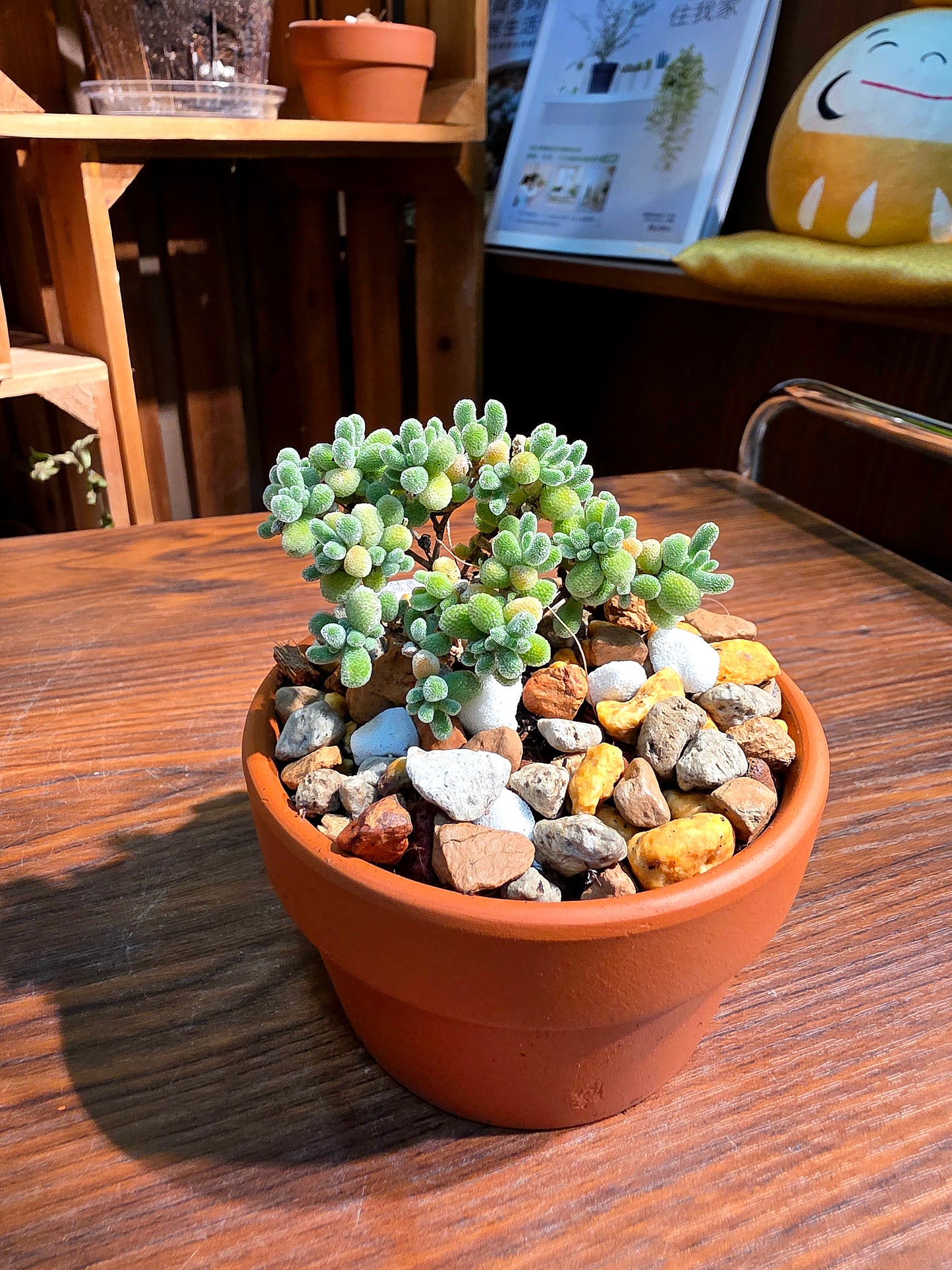 Drosanthemum sp skilpad 冰晶番杏