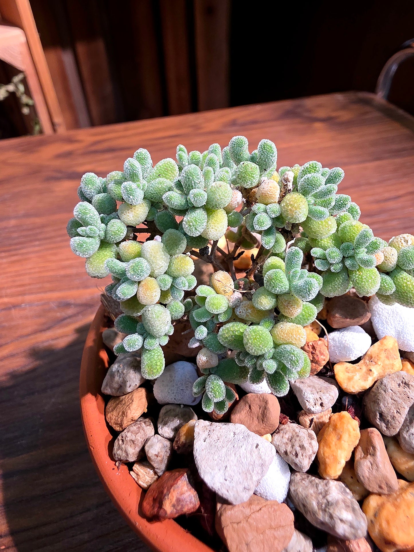 Drosanthemum sp skilpad 冰晶番杏