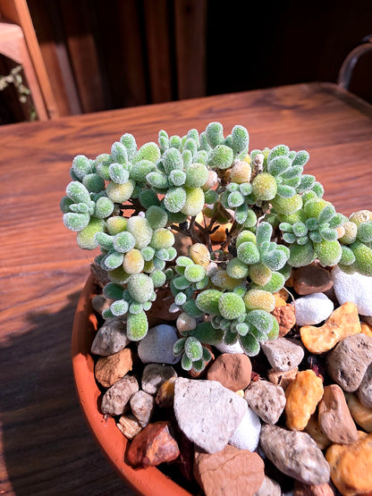 Drosanthemum sp skilpad 冰晶番杏