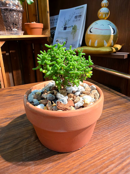 Drosanthemum globosum 金桔番杏