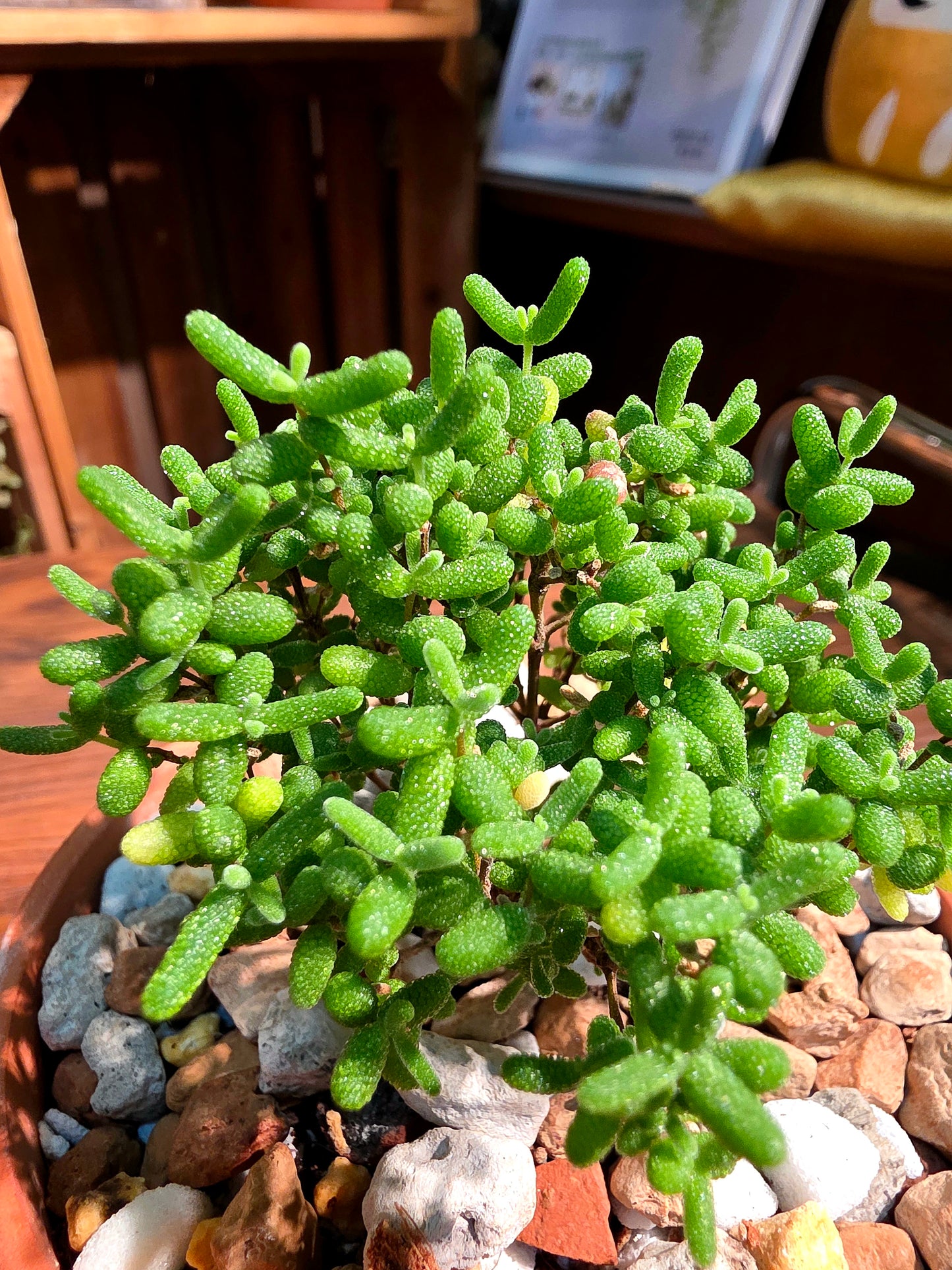 Drosanthemum globosum 金桔番杏