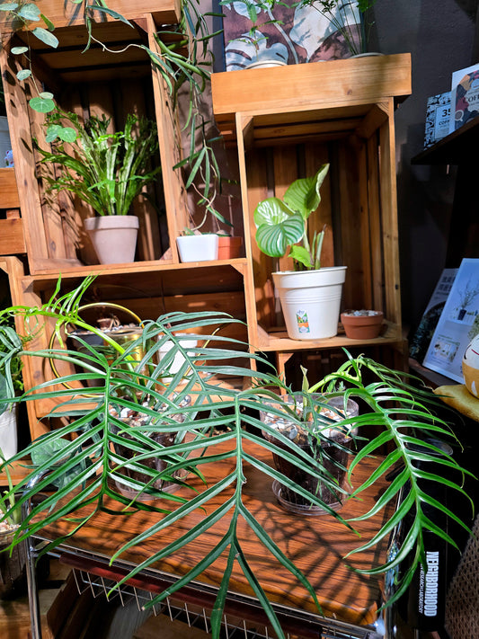 Philodendron tortum 魚骨蔓綠絨