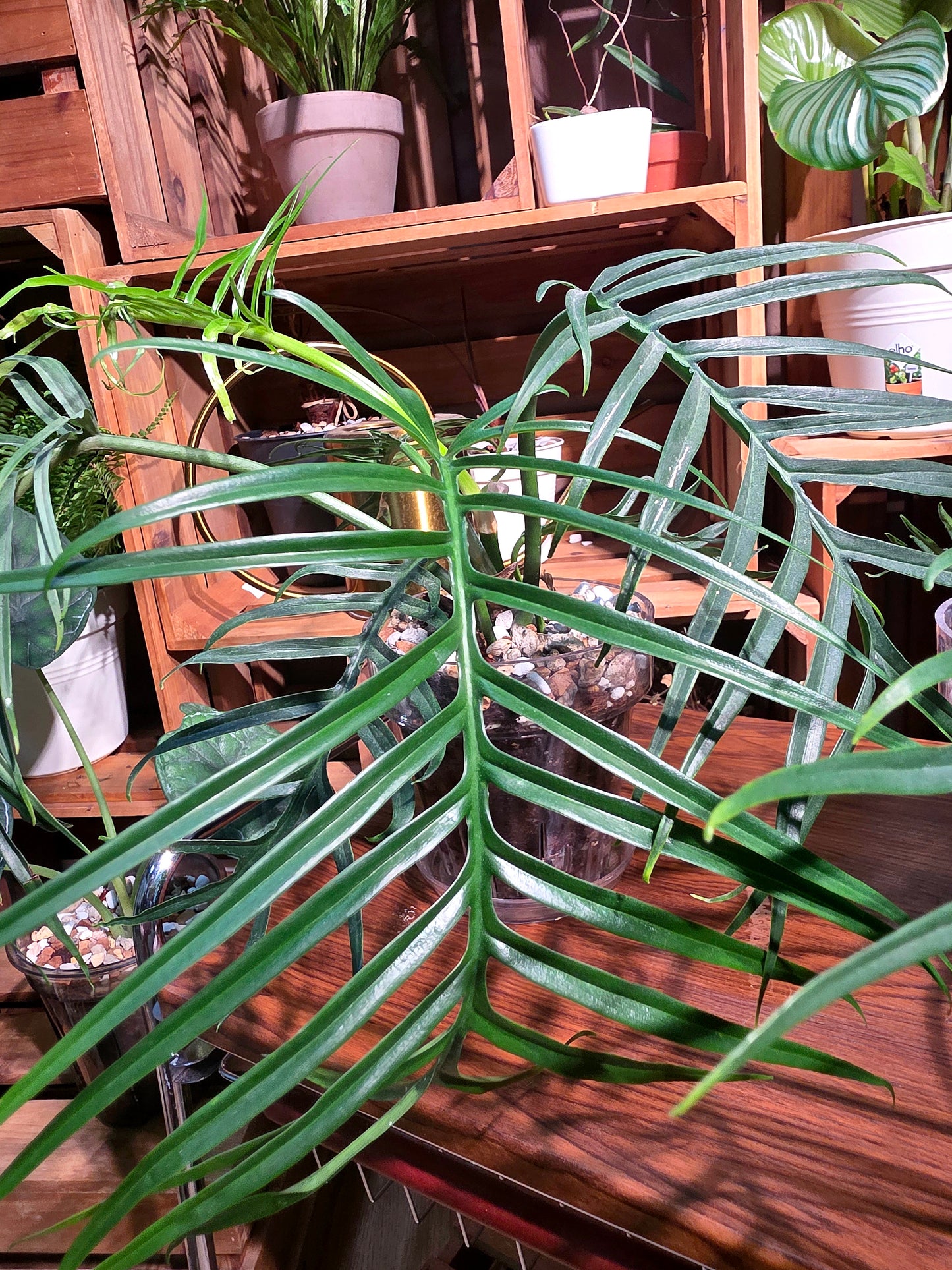 Philodendron tortum 魚骨蔓綠絨