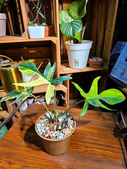Philodendron florida beauty 斑葉龍爪蔓綠絨