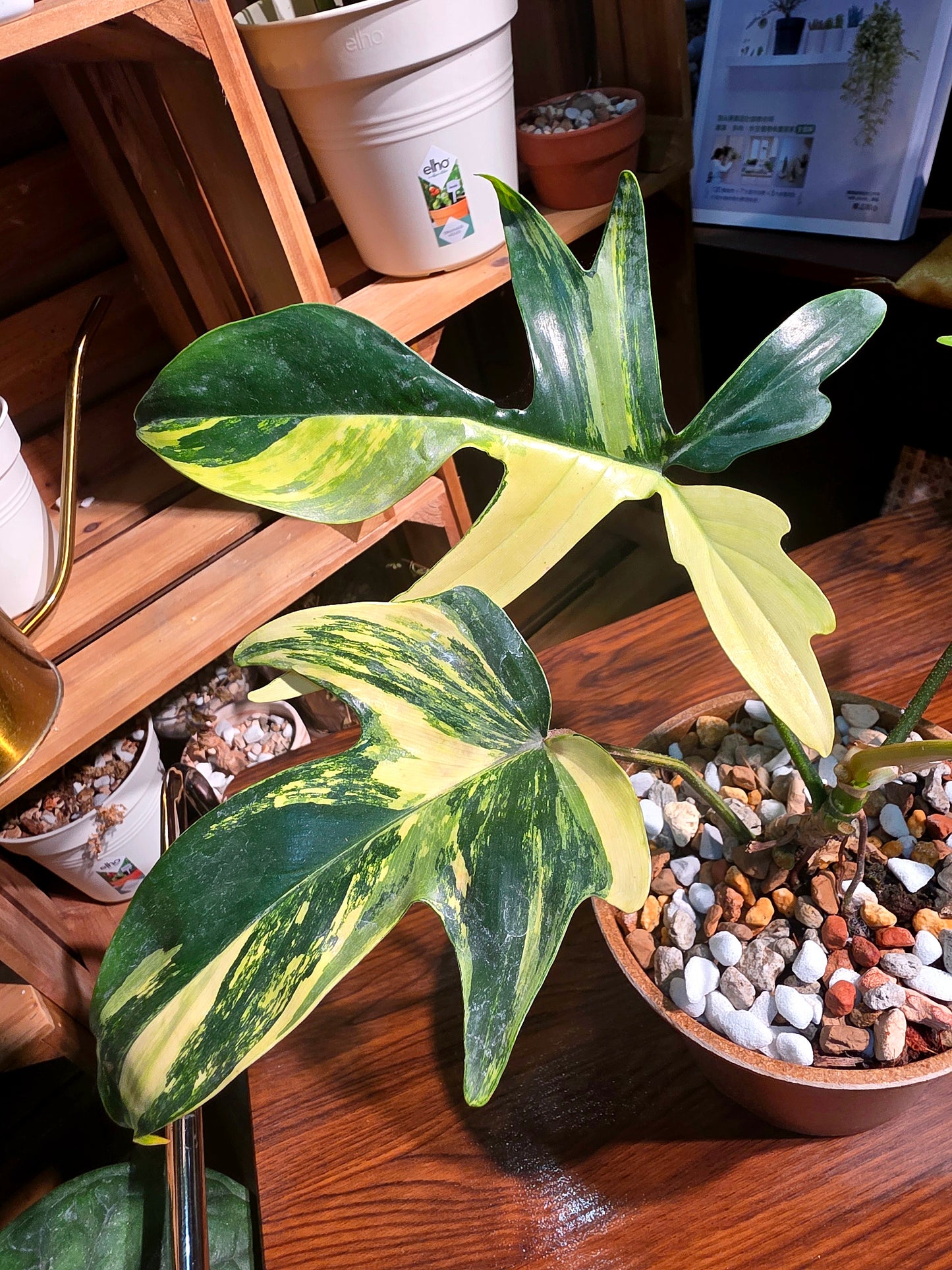 Philodendron florida beauty 斑葉龍爪蔓綠絨